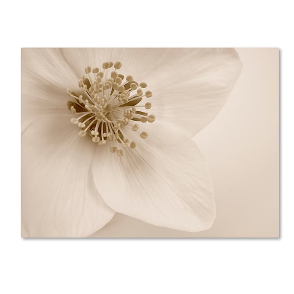 Trademark Fine Art Cora Niele 'Hellebore Christmas Rose' Canvas Art, 14x19 - ALI1755-C1419GG