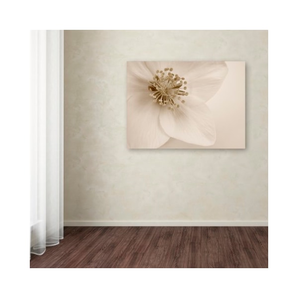 Trademark Fine Art Cora Niele 'Hellebore Christmas Rose' Canvas Art, 14x19 - ALI1755-C1419GG