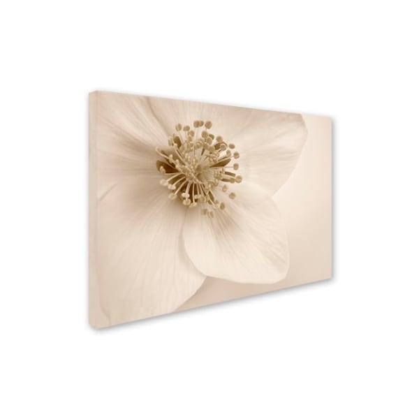 Trademark Fine Art Cora Niele 'Hellebore Christmas Rose' Canvas Art, 14x19 - ALI1755-C1419GG
