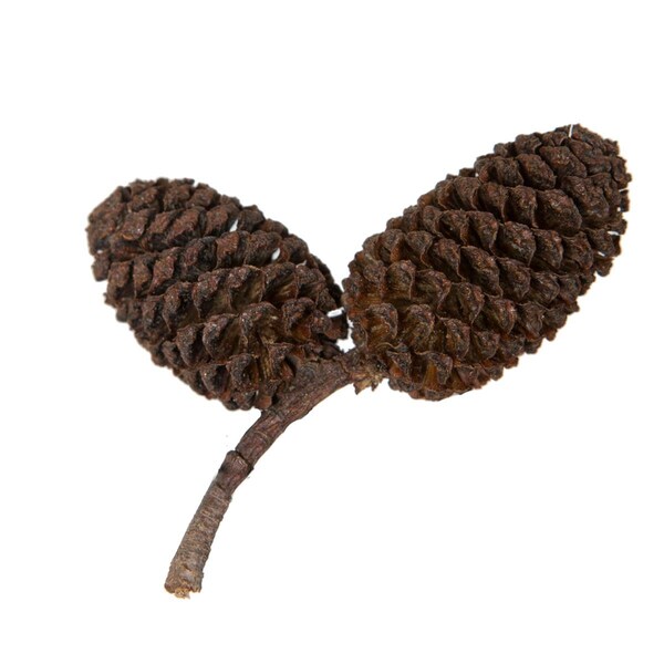 Vickerman 0.8 in. Birch Pine, Natural - 1 kg per Unit - H7BIP000