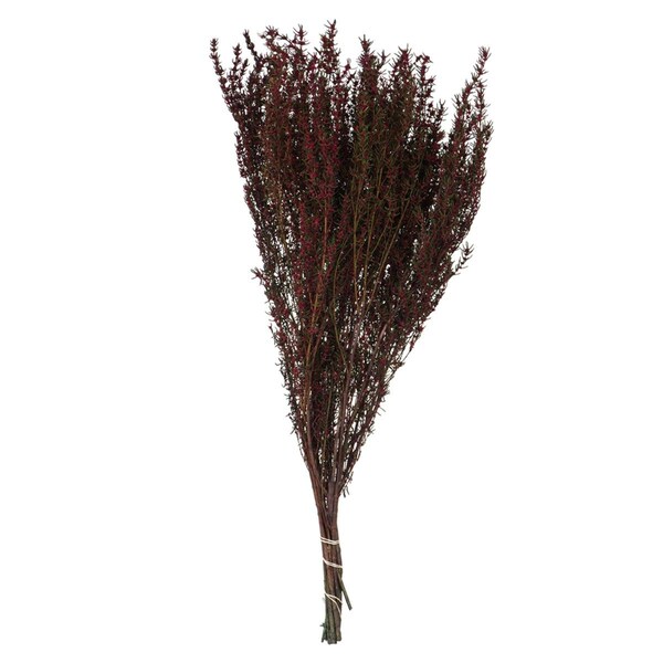 Vickerman 22-26 in. Merlot Grabia with 5-6 oz Bunch - H1GRB450
