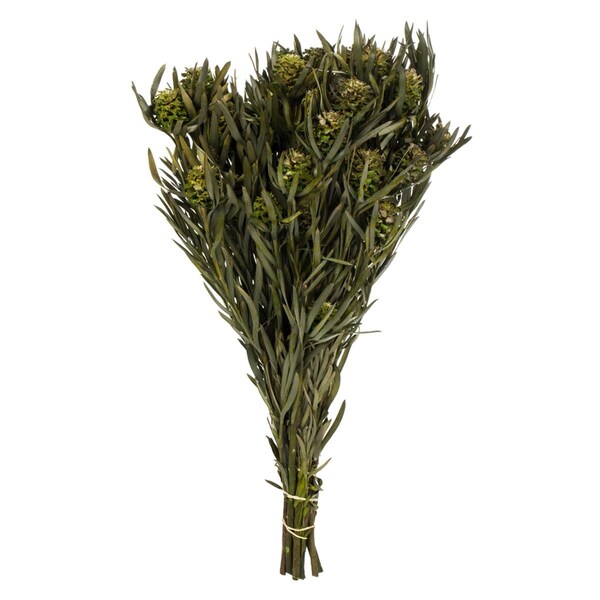 Vickerman 12-20 in. Green Female Salignum with 7 oz Cones Bundle - H1SAF150
