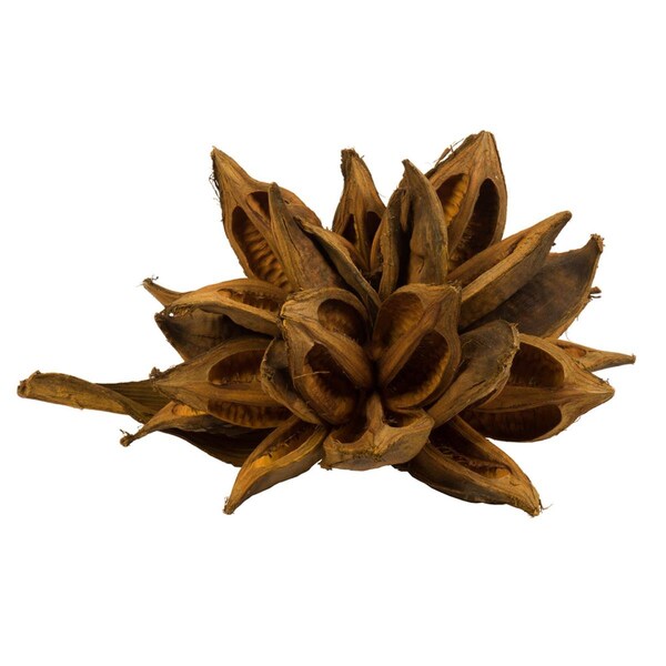 Vickerman 12-16 in. Aspen Gold Star Pods - 2XL - H2STAX725