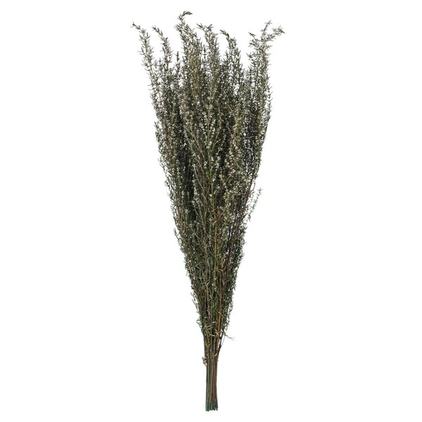 Vickerman 22-26 in. Natural White Grabia with 5-6 oz Bunch - H1GRB000
