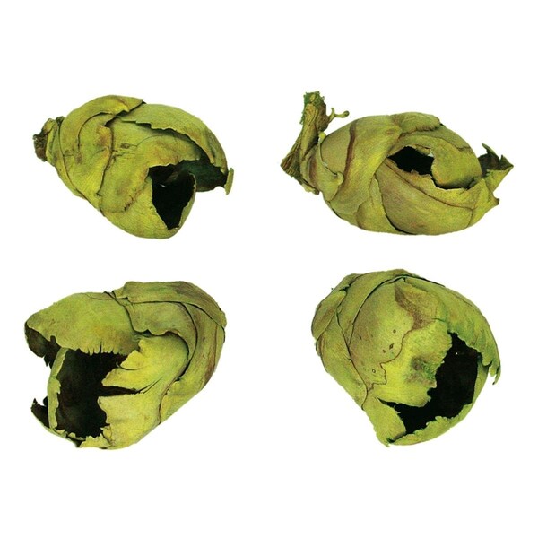 Vickerman 2-3 in. Basil Cacho Pods, 60PK - H2CCPB100