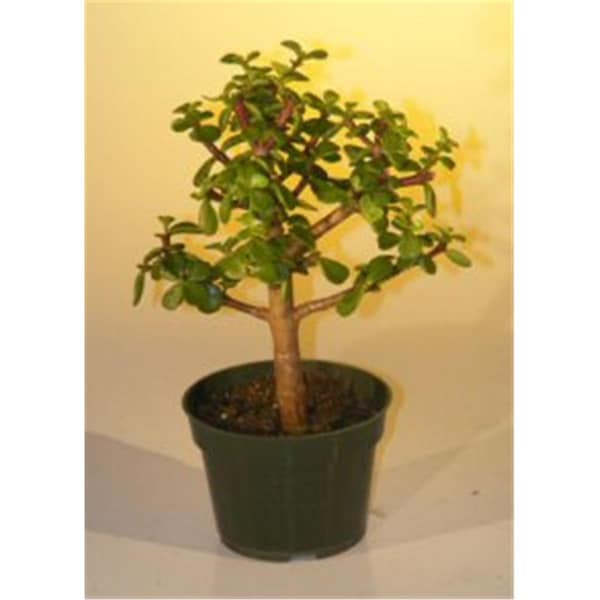 Paisaje Pre Bonsai Baby Jade Bonsai Tree - Portulacaria Afra - Medium - PA2803662