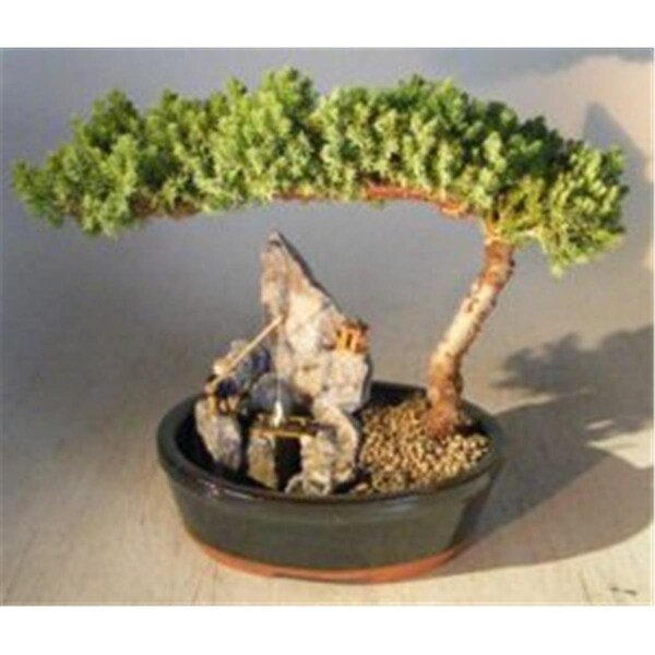 Paisaje Juniper Bonsai Tree - Juniper Procumbens Nana - Large - PA2190000