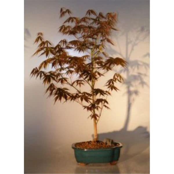 Paisaje Acer Palmatum Atropurpureum Japanese Maple Tree, Red - Large - PA3336567