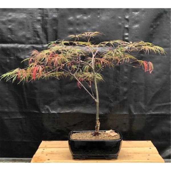 Paisaje Crimson Queen Japanese Maple Tree - Acer Palmatum Var Dissectum - PA2810882