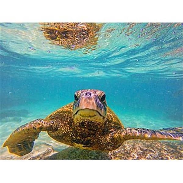 Fine-Line No Slip Sea Turtle 1 Shower Mat - FI19639