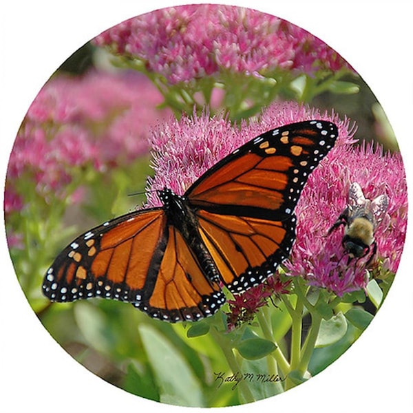 Andreas 8 in Kathy Miller Butterfly Trivet Round 3PK - TRKMB1