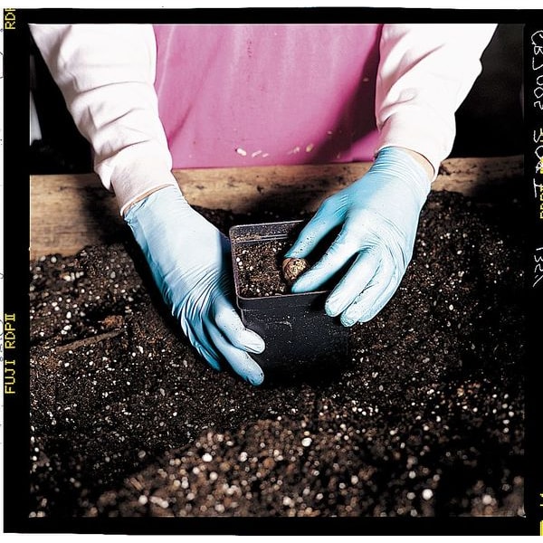 Showa 7005, Guantes desechables, 4 mil de grosor en la palma, de nitrilo, con polvo, talla L (9), paquete de 100 unidades, color azul - 7005L