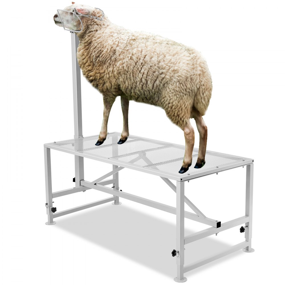 VEVOR Goat & Sheep Stand, 47x23 inch Livestock Stand, Metal Livestock Milking and Shearing Stand 21" to 33" Adjustable Height, with Headpiece and Nose Loop, 500lbs Loading Weight, White - SCXJJBSYTM47JNHGXV0