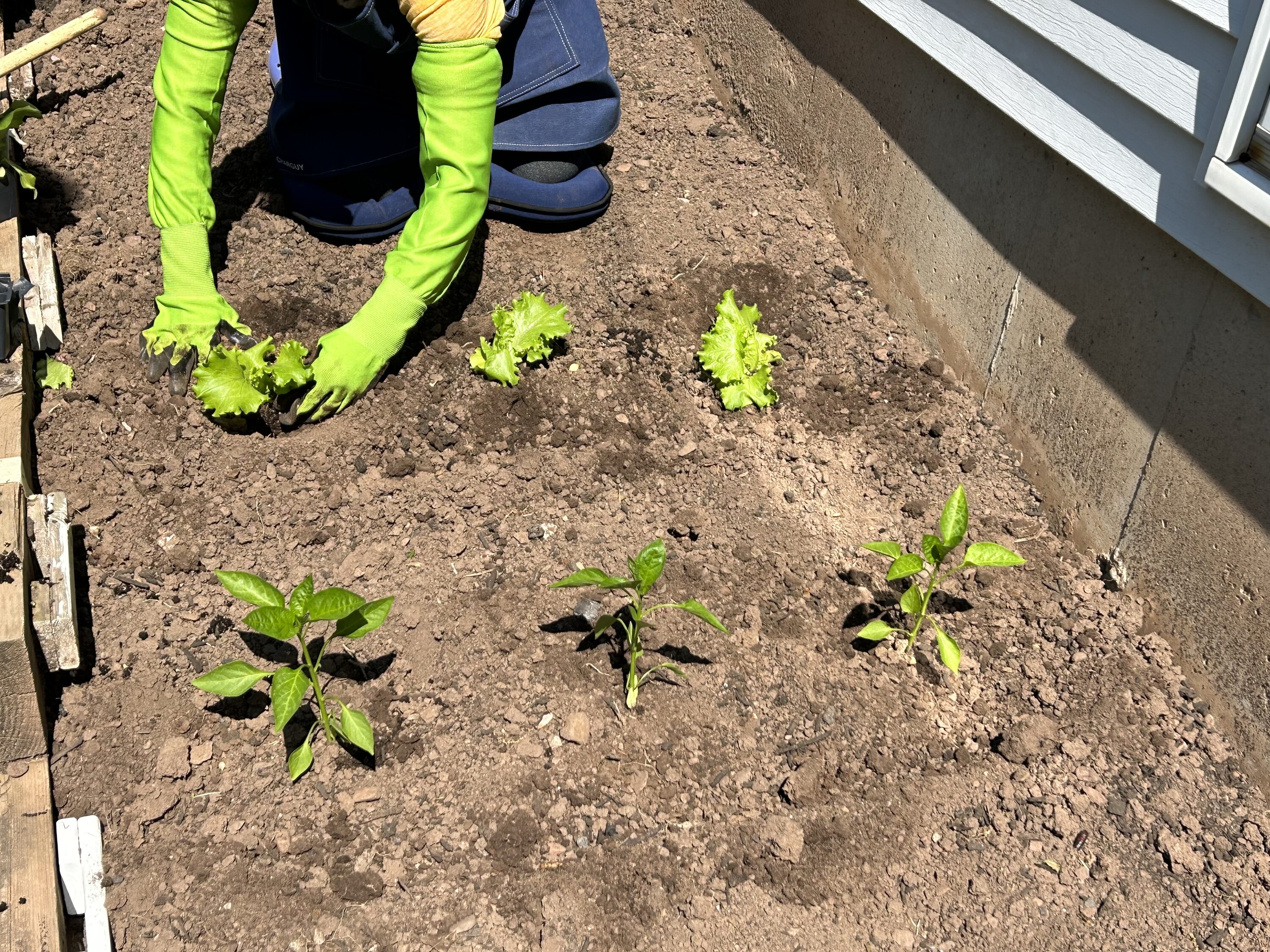Guantes para jardinería CHARGUY Nitrilo verde, tamaño único, Nitrilo/Poliéster recubierto, ideal para la mayoría, talla 7