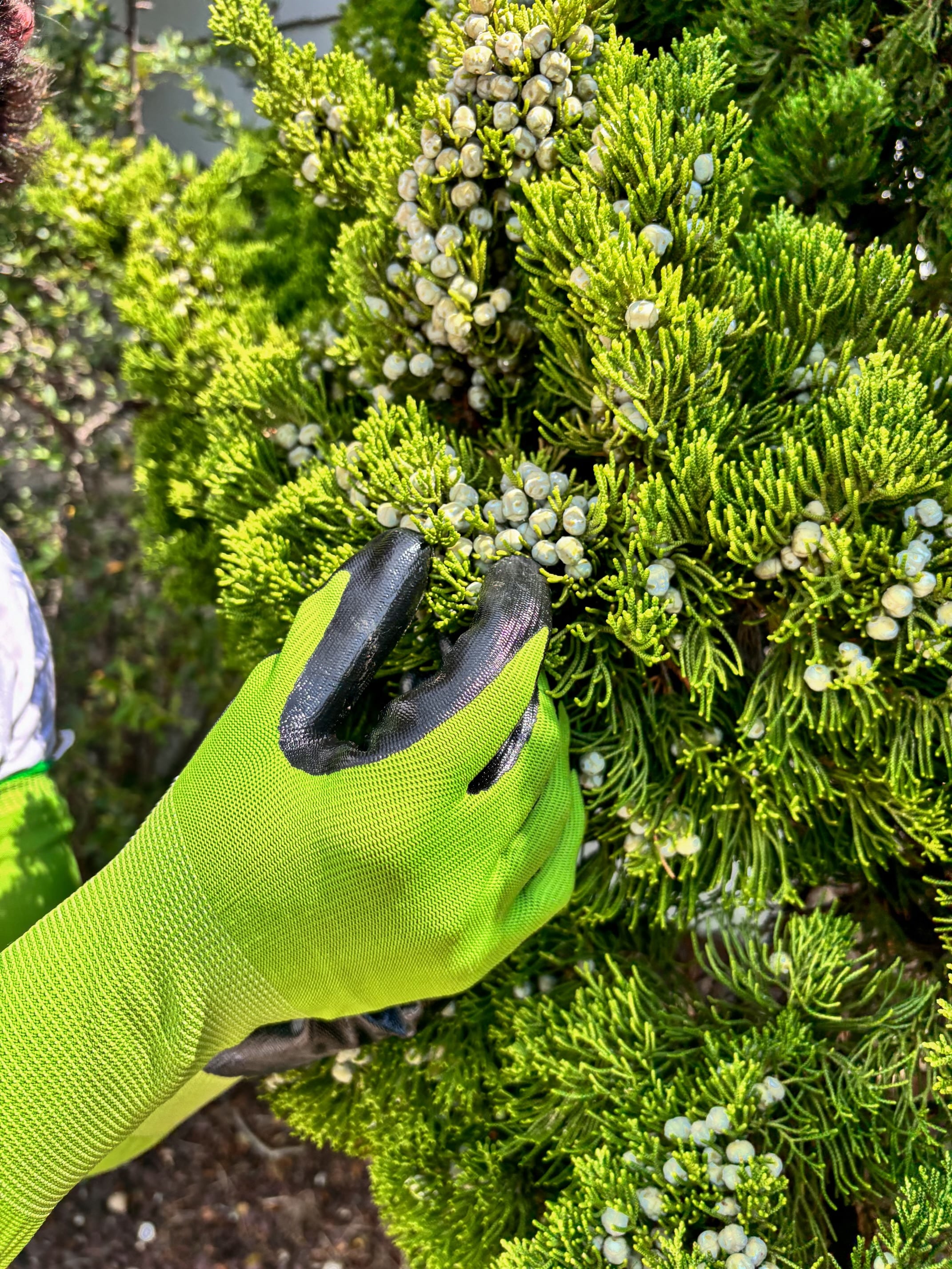 Guantes para jardinería CHARGUY Nitrilo verde, tamaño único, Nitrilo/Poliéster recubierto, ideal para la mayoría, talla 7