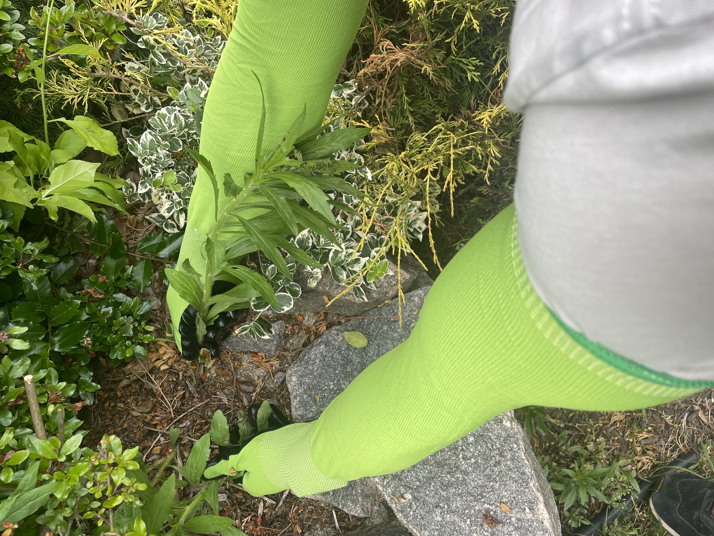 Guantes para jardinería CHARGUY Nitrilo verde, tamaño único, Nitrilo/Poliéster recubierto, ideal para la mayoría, talla 7