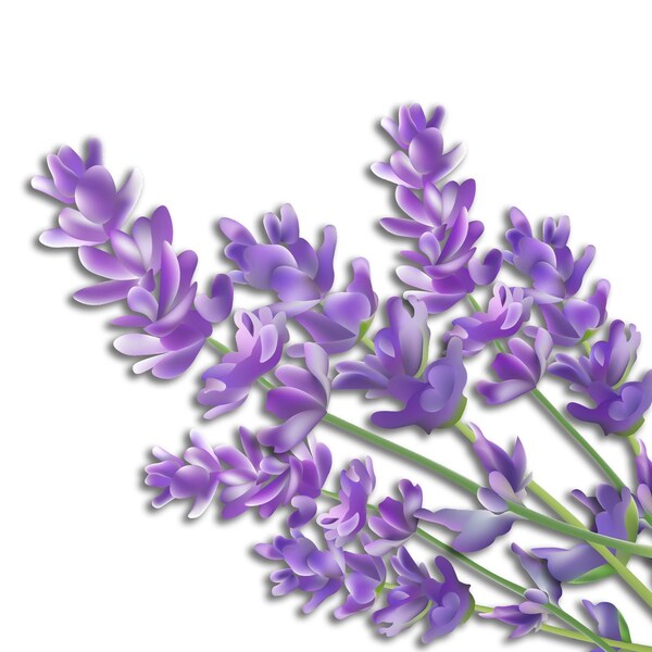 Air Innovations Air Innovations Great Innovations Aromatherapy Pads For Air Innovations - AP01-LAVENDER