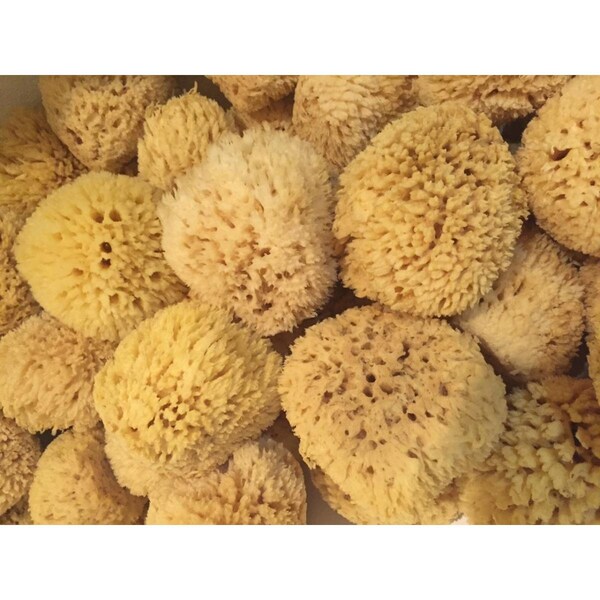 Kd Oficina 5-6 in. Natural Sea Wool Sponges - KD2584021