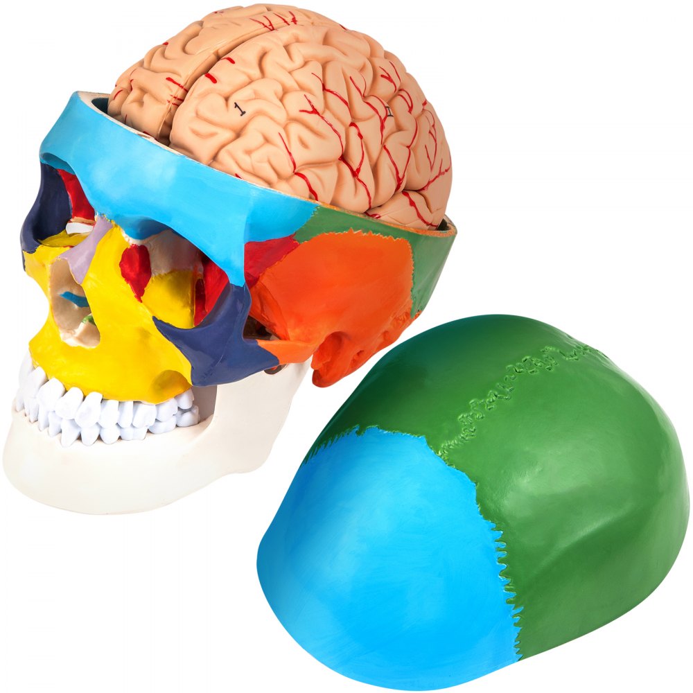 VEVOR Human Skull Model, 8 Parts Brain Human Skull Anatomy, Life-Size Learning Skull with Brain, PVC Painted Human Skull Model, Labeled Anatomical Skull, for Medical Teaching, Researching and Learning - JXMXRLTGMXN8BF001V0