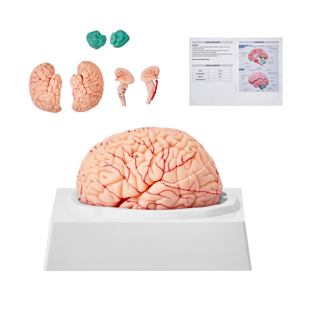 VEVOR Human Brain Model Anatomy, 1:1 Life-Size 9-Part Human Brain Anatomical Model with Labels & Display Base, Detachable Brain Model for Science Research Teaching Learning Classroom Study Display - GGJRQGMX1JTRJ73DCV0