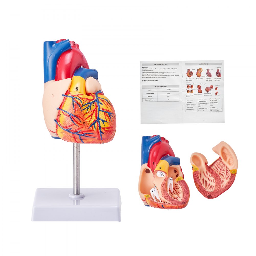 VEVOR Human Heart Model, 2-Part 1:1 Life Size, Anatomically Accurate Numbered Anatomical Heart Model with Anatomically Correct Structures, Magnetic Design, Held Together on Display Base for Learning - GGJRQGMX1JTR3R78QV0