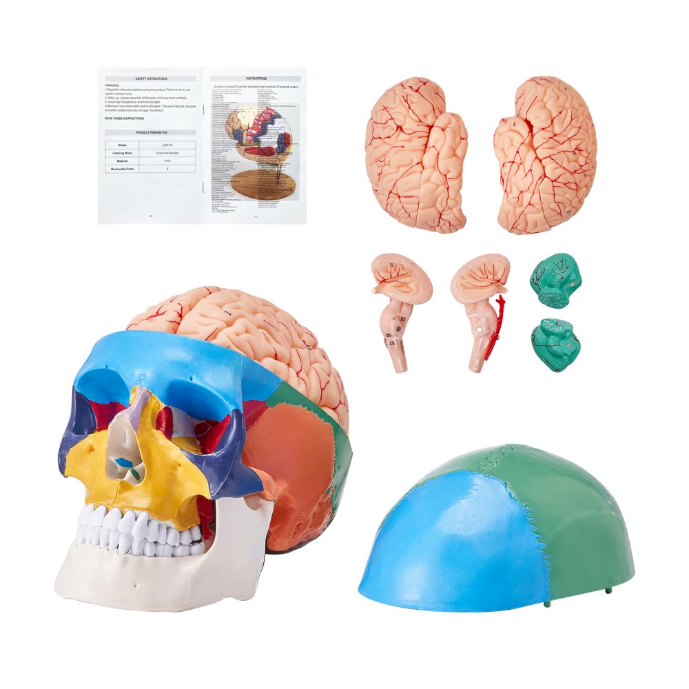 VEVOR Human Skull Model, 8 Parts Brain & 3 Parts Skull, Life-Size Painted Anatomy Skull Model, PVC Anatomical Skull, Detachable Learning Skull Model for Professional Teaching, Researching and Learning - GGJRQGMX1JTCAVFX9V0