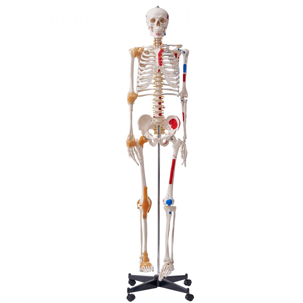 VEVOR Human Skeleton Model for Anatomy, 71.65" Life Size, Accurate PVC Anatomy Skeleton Model with Ligaments, Movable Arms, Legs & Jaw, with Muscle Origin & Insertion Points, for Professional Teaching - GGJRQGMX1JTHBQTJ3V0