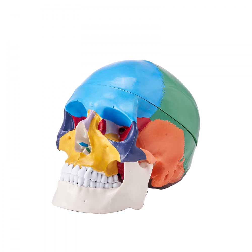 VEVOR Human Skull Model, 3 Parts Human Skull Anatomy, Life-Size Painted Anatomy Skull Model, PVC Anatomical Skull, Detachable Learning Skull Model, for Professional Teaching, Researching and Learning - GGJRQGMX1JTCDDYXBV0