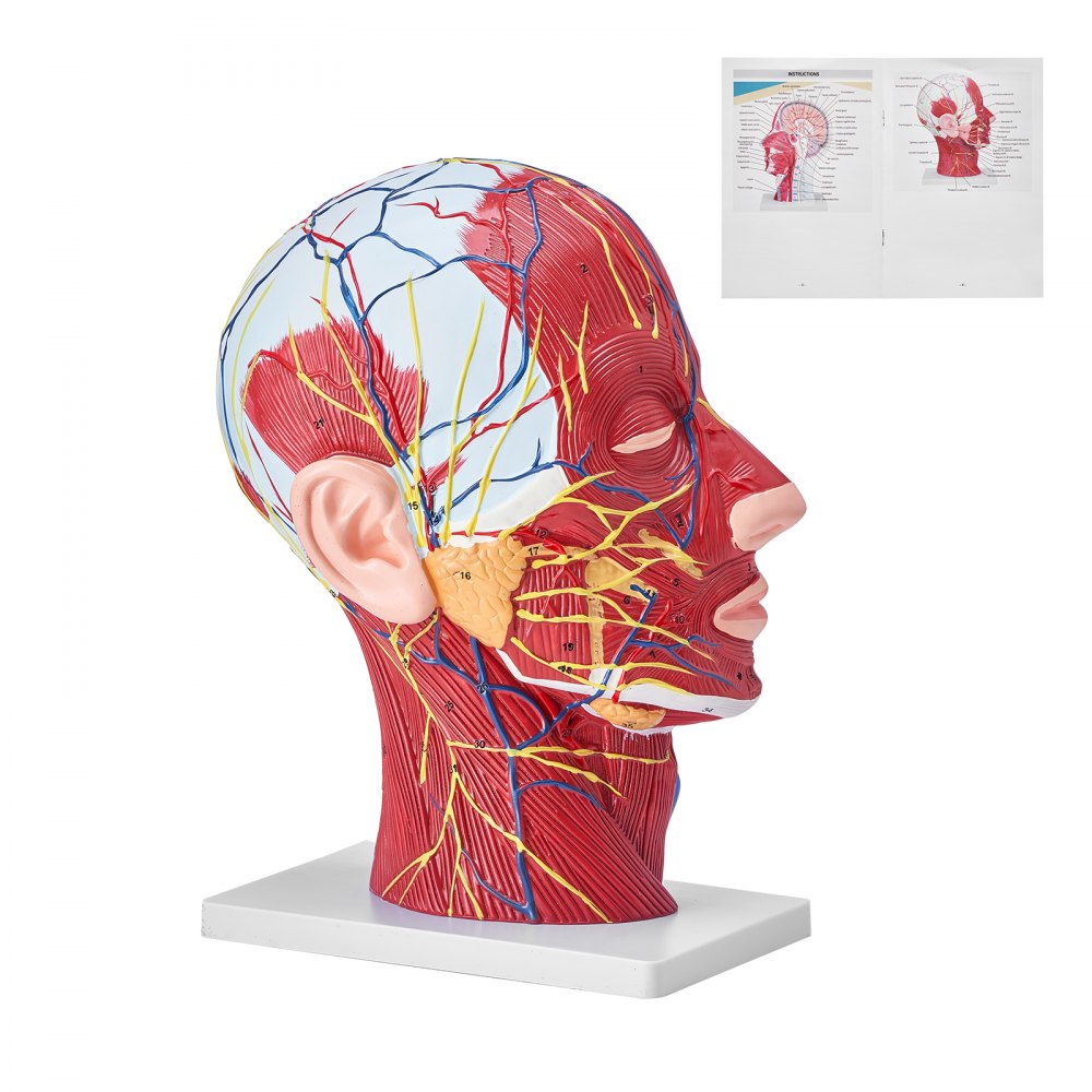 VEVOR Human Half Head Superficial Neurovascular Model with Musculature, 1:1 Life Size Anatomical Head Neck Model Skull and Brain for Professional Teaching Learning, Kids Learning Education Display - GGJRQGMX1JTRDH8CXV0