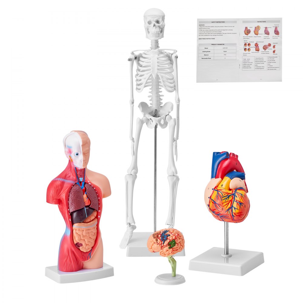 VEVOR Human Anatomy Models Bundle Set, Brain, Human Torso Body, Heart, Skeleton Model Set of 4, Hands-on 3D Model Study Tools Teaching Models for Physiology Students or as Educational Kit for Kids - GGJRQGMX4JTS5PXUBV0