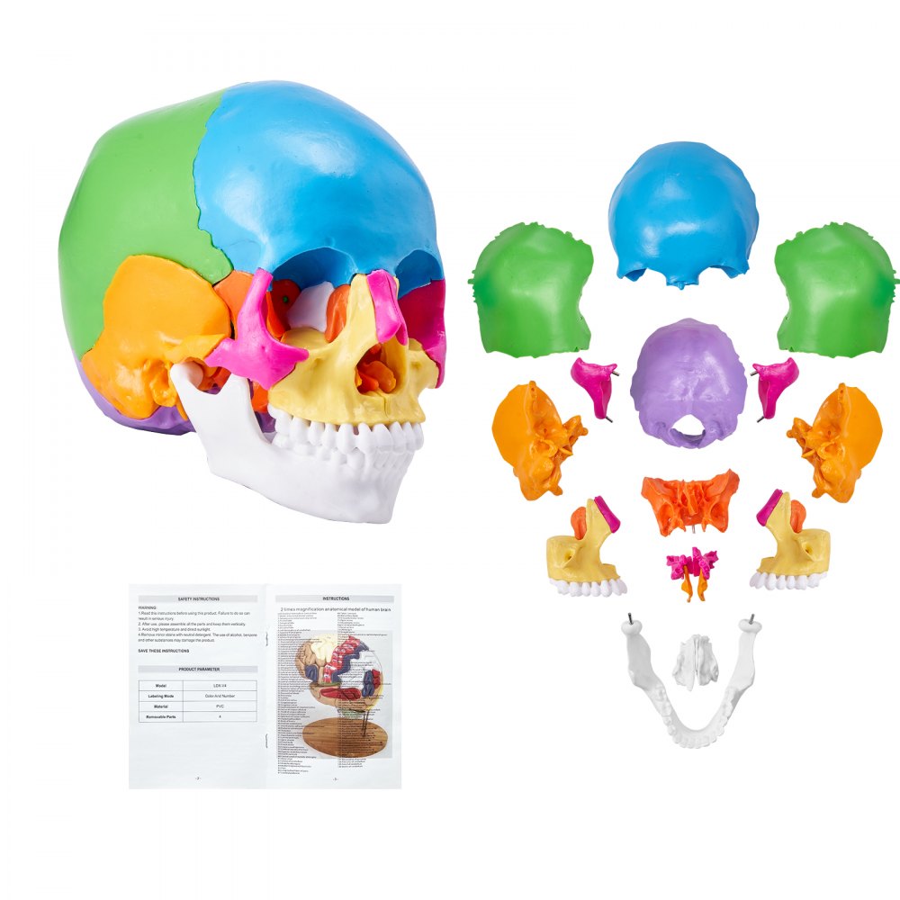 VEVOR Human Skull Model, 22 Parts Human Skull Anatomy, Life-Size Painted Anatomy Skull Model, PVC Anatomical Skull, Detachable Learning Skull Model, for Professional Teaching, Researching and Learning - GGJRQGMX1JTCHI48YV0
