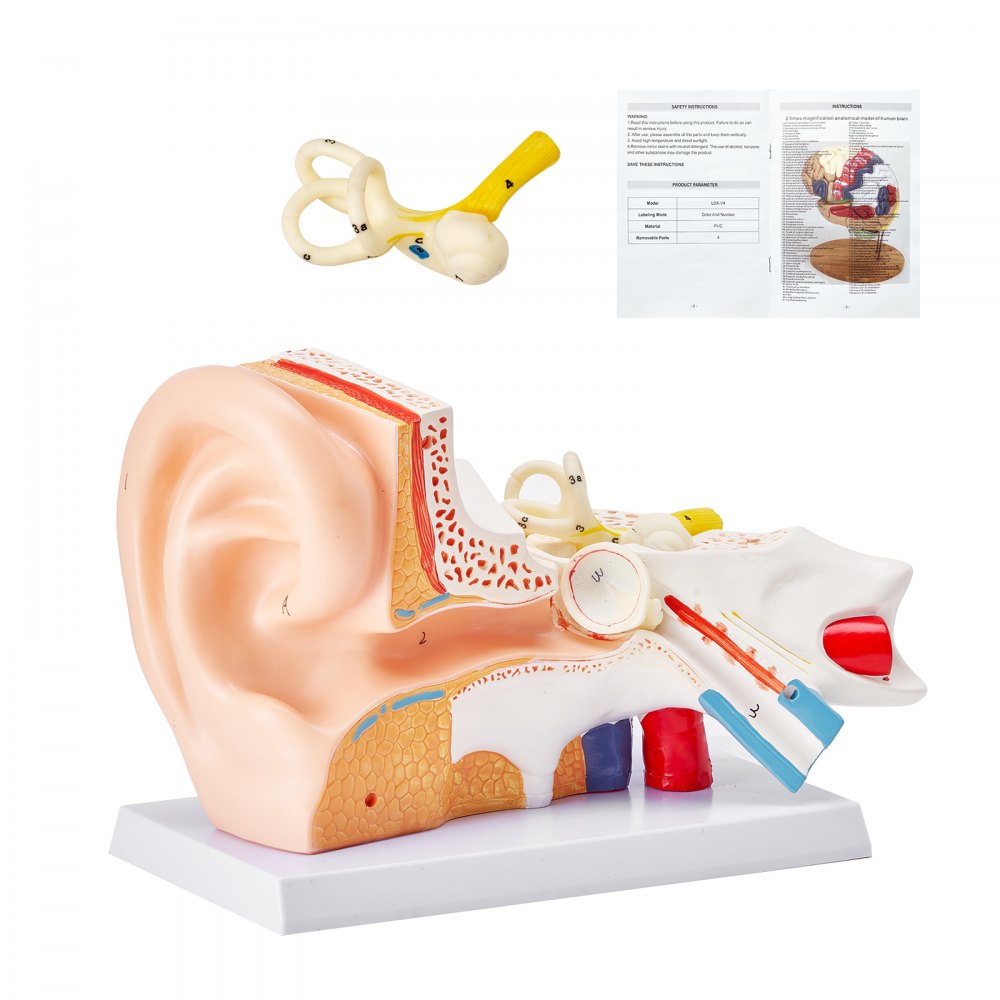 VEVOR Human Ear Anatomy Model, 3 Parts 5 Times Enlarged Human Ear Model Displaying Outer, Middle, Inner Ear with Base, Professional PVC Anatomical Ear Model for Education Physiology Study Teaching - GGJRQGMX1JTRJXY3RV0