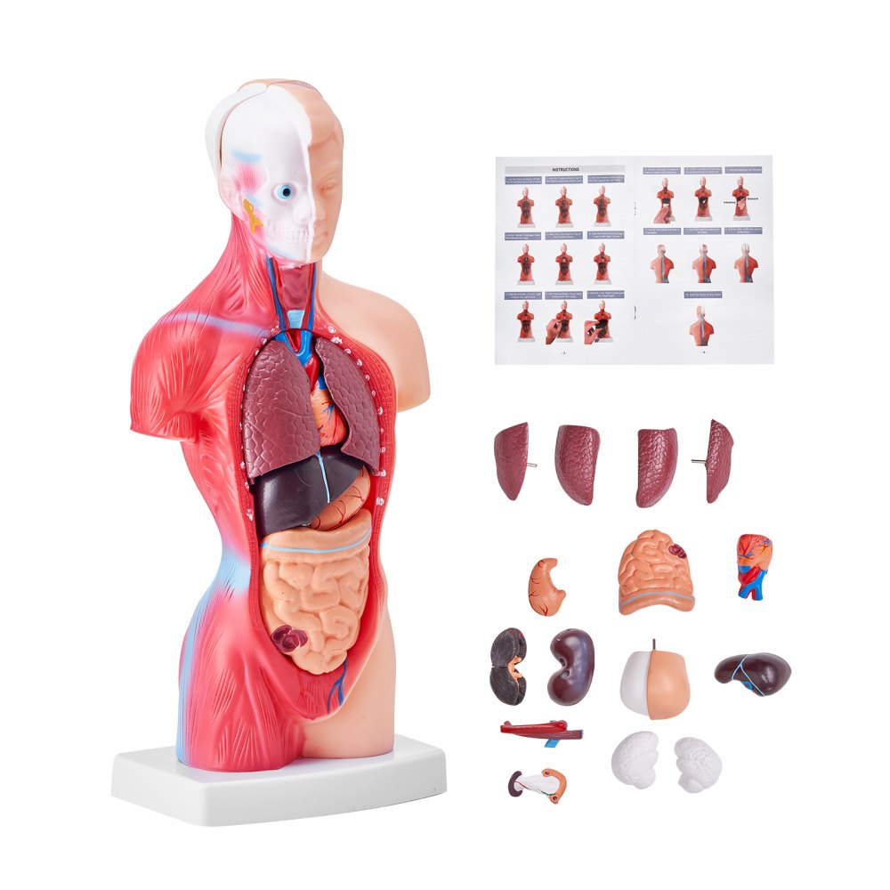 VEVOR Human Body Model, 15 Parts 11 inch, Human Torso Anatomy Model Anatomical Skeleton Model with Removable Organs, Educational Teaching Tool for Students Science Learning School Education Display - GGJRQGMX1JTR5DQJUV0