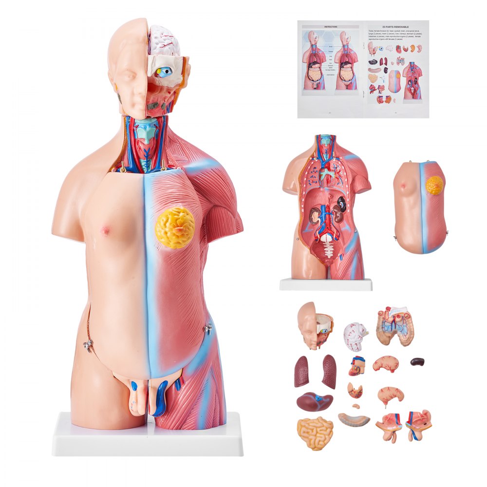 VEVOR Human Body Model, 23 Parts 18 inch, Human Torso Anatomy Model Unisex Anatomical Skeleton Model with Removable Organs, Educational Teaching Tool for Students Science Learning Education Display - GGJRQGMX1JTRKRDCZV0