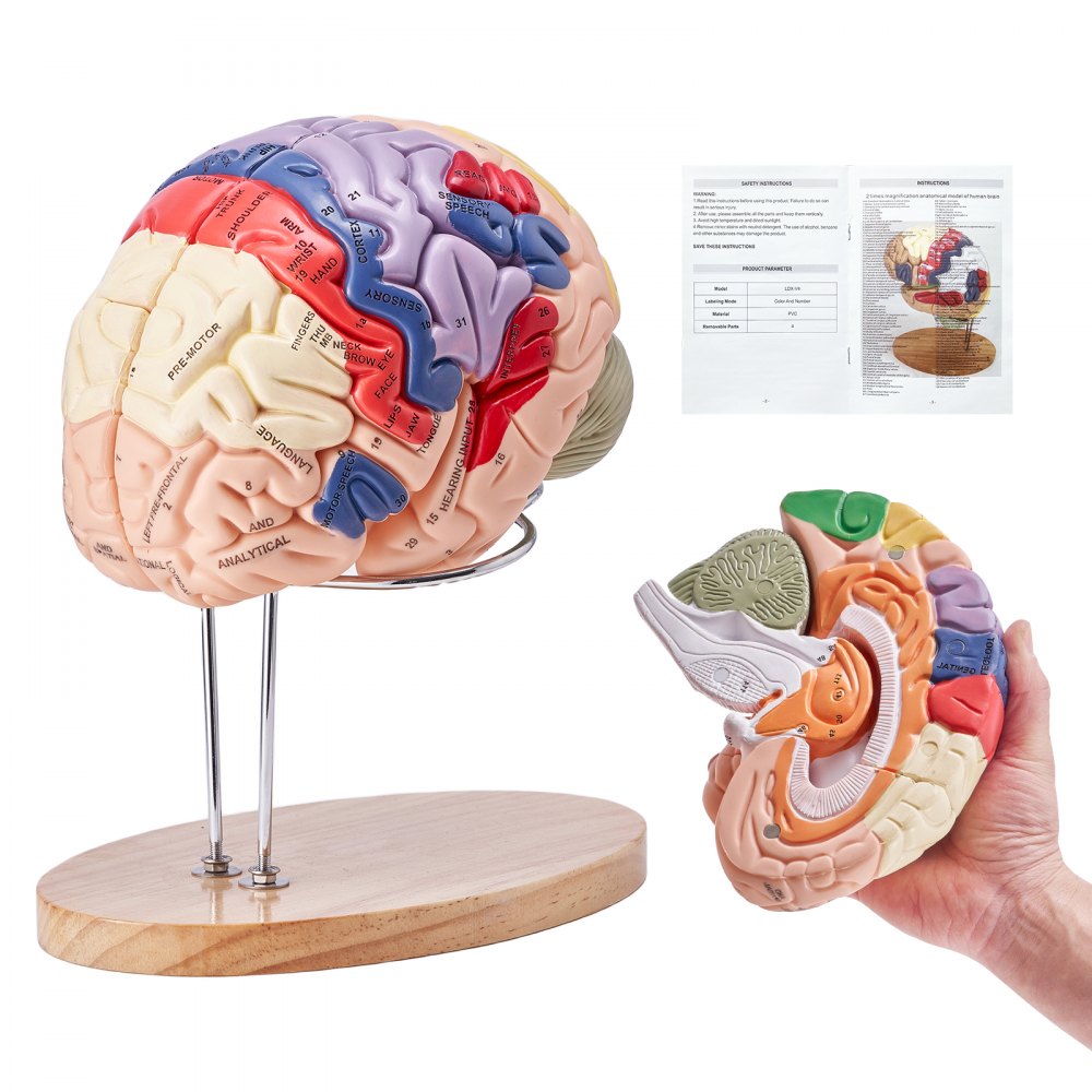 VEVOR Human Brain Model Anatomy, 2X Life-Size 4-Part Human Brain Anatomical Model with Labels & Display Base, Color-Coded Detachable Brain Model for Science Research Teaching Learning Study Display - GGJRQGMX1JTRUVBUOV0